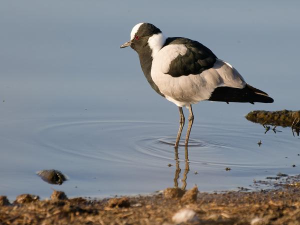 <h3>Vanellus armatus / Blacksmith lapwing / Smidsplevier</h3>OM-1 Mark II with OLYMPUS M.150-400mm F4.5, 1/2000 sec at F4.5, ISO 800, distance 21.8 m